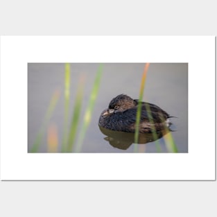 Pie-billed Grebe at Rest by the Reeds Posters and Art